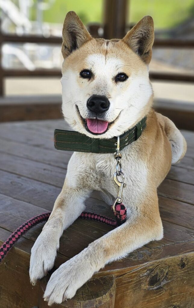 강아지
